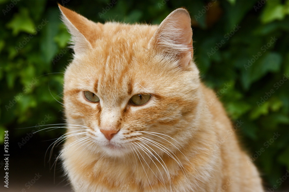 Fototapeta premium Gatto rosso