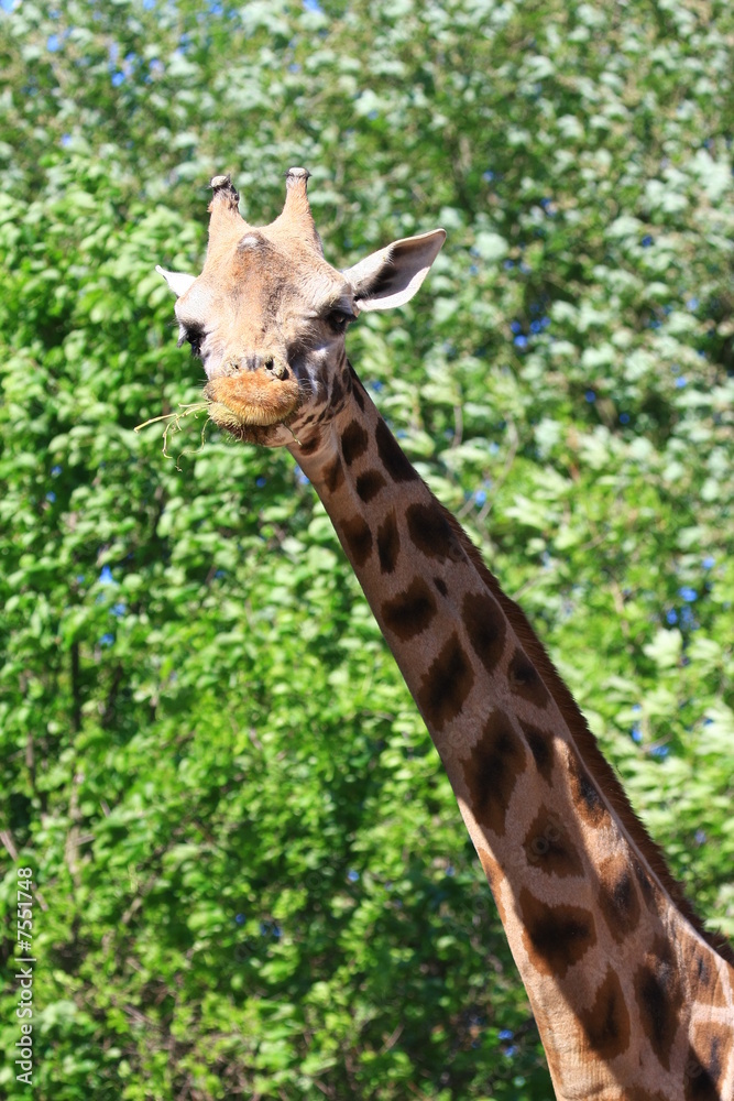 Fototapeta premium giraffe