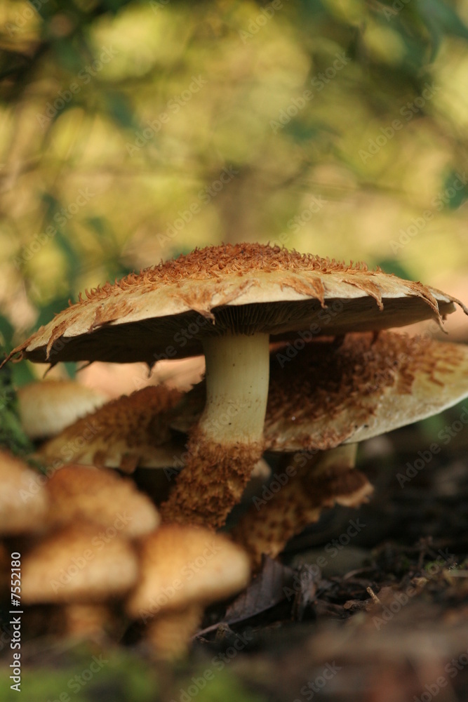 Fototapeta premium Mushroom