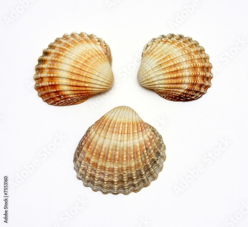 Three exotic shells on a white background