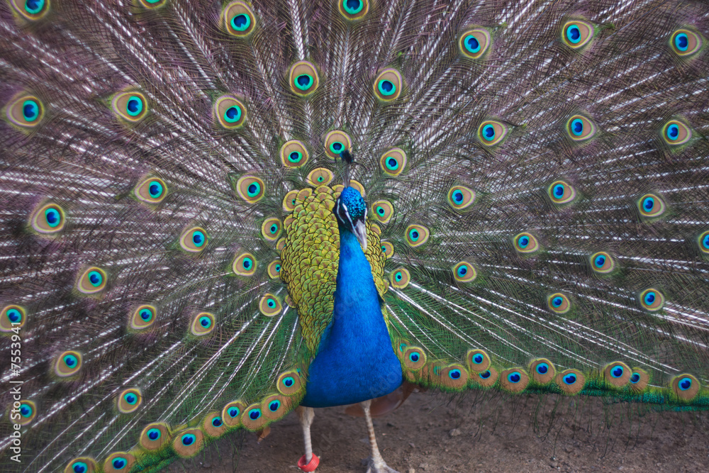 Obraz premium Peacock