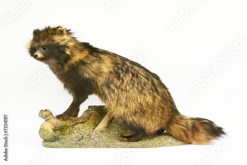 Marderhund