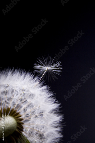 Pusteblume