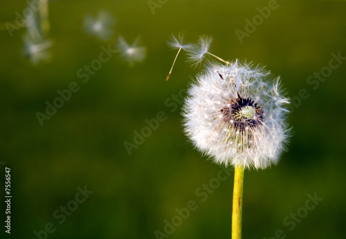 A Dandelion blowing its seed in the wind.
