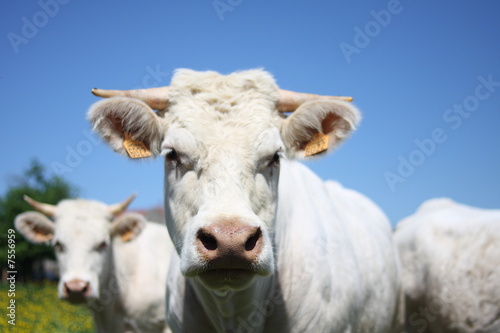 vaches charollaises © hangbesi