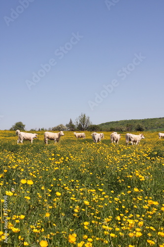 Obraz na płótnie vaches charollaises dans un pré