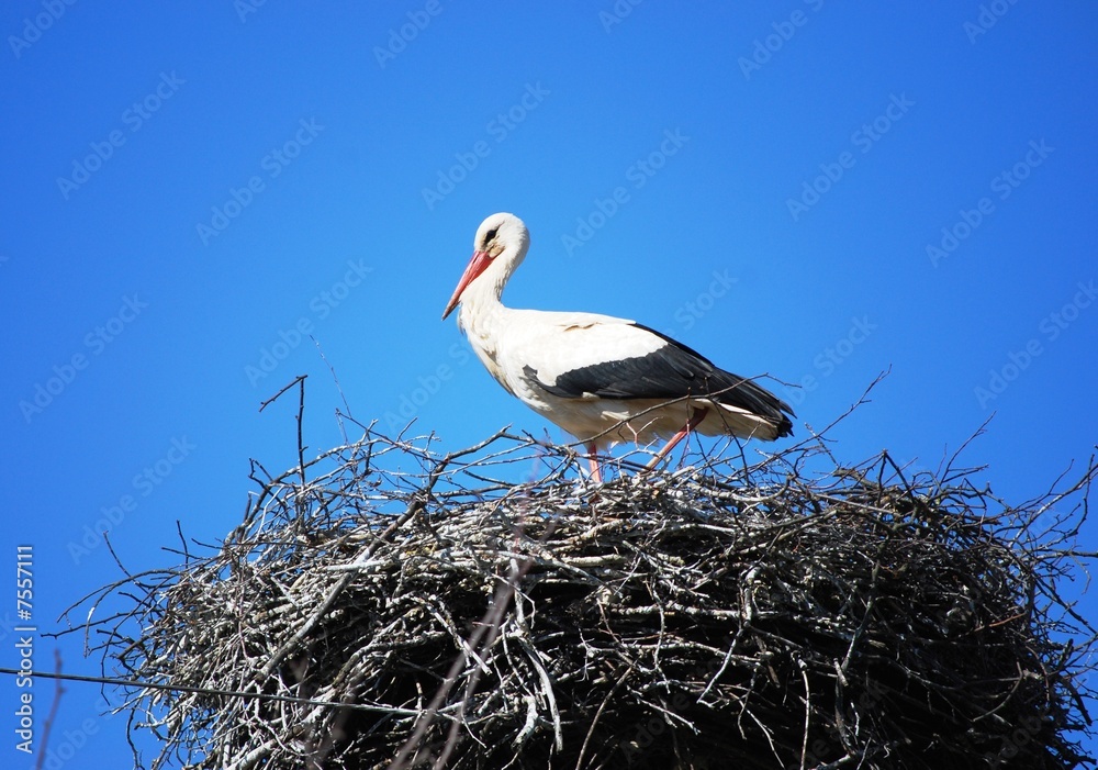 Fototapeta premium Stork