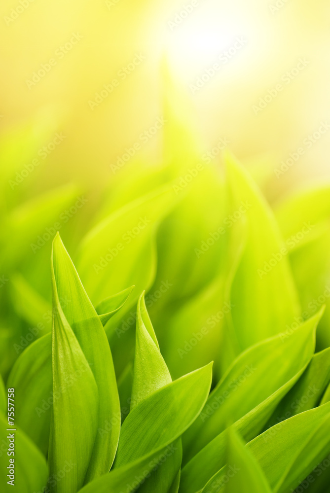 Fototapeta premium Fresh green grass (shallow DoF)