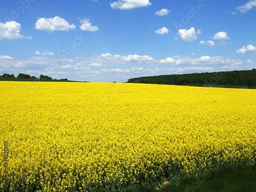 Colza, Rape field