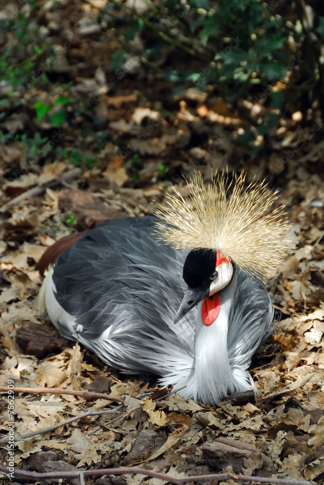 Fototapeta premium Crowned Crane