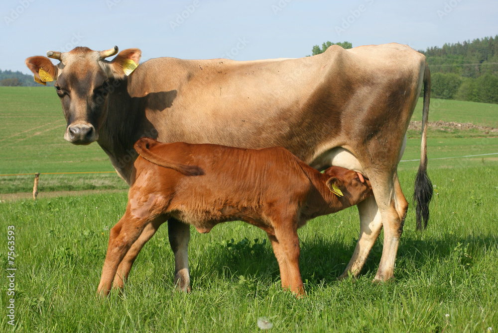 cow 14 cow 14