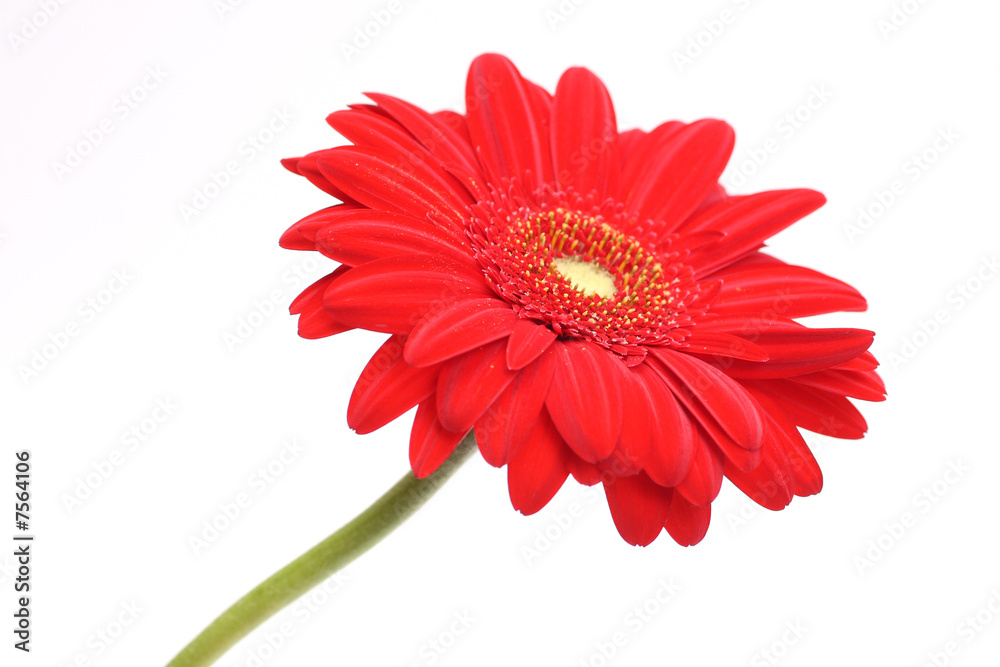 Growing gerbera