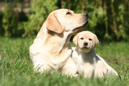 mère et chiot labrador retriever