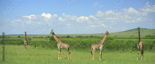 Canvas Print Panoramic view of four symmetrical giraffe