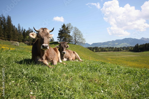 Kühe bei der Mittagsruhe