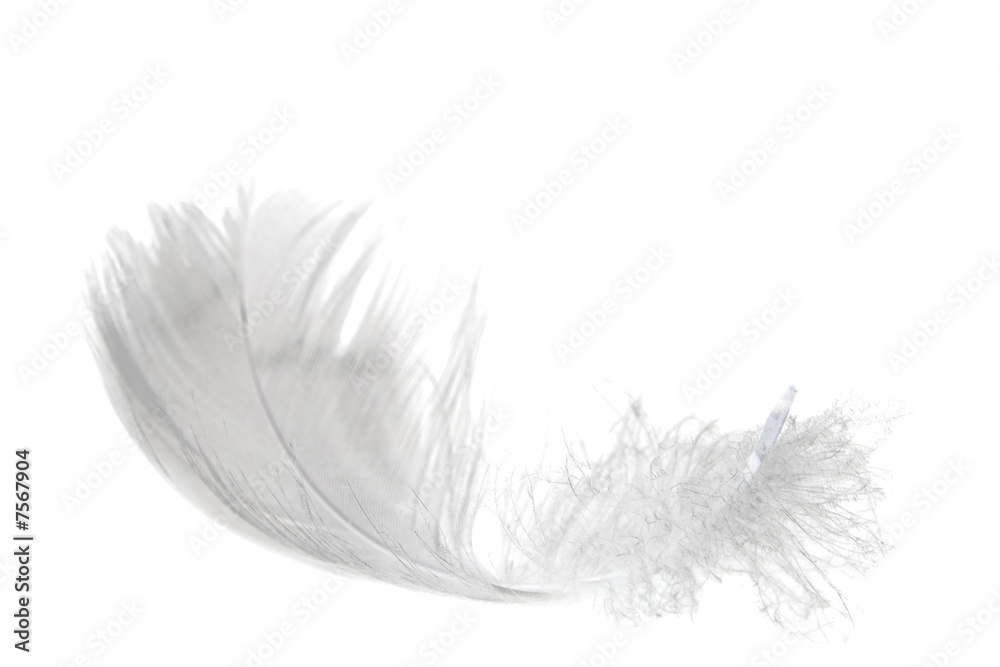 light feather on white