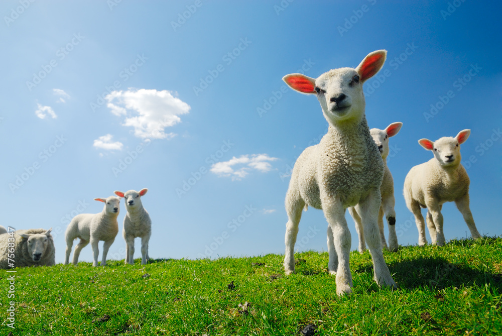Naklejka premium cute lambs in spring