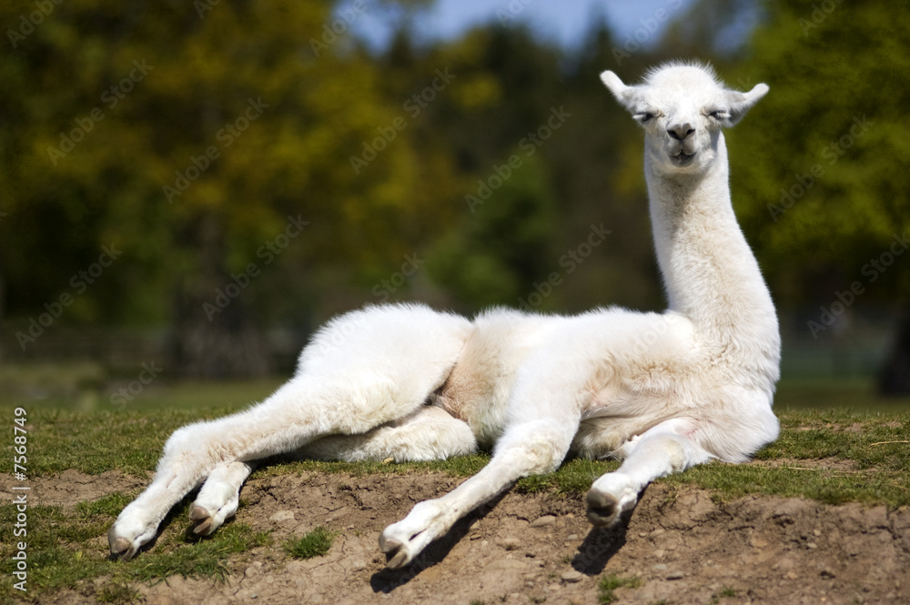 Fototapeta premium LLama