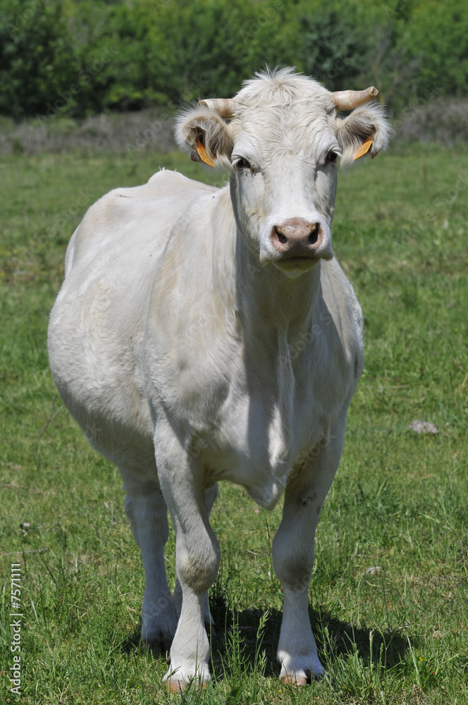 a young cow