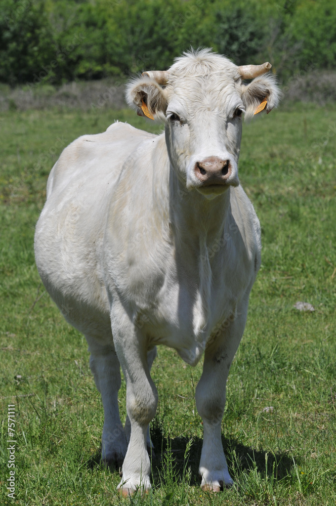 a young cow a young cow