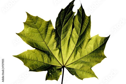 ahorn blatt