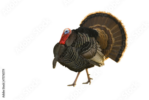 Turkey tom strutting isolated on white