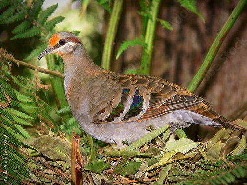 Bronzewing pigeon photo