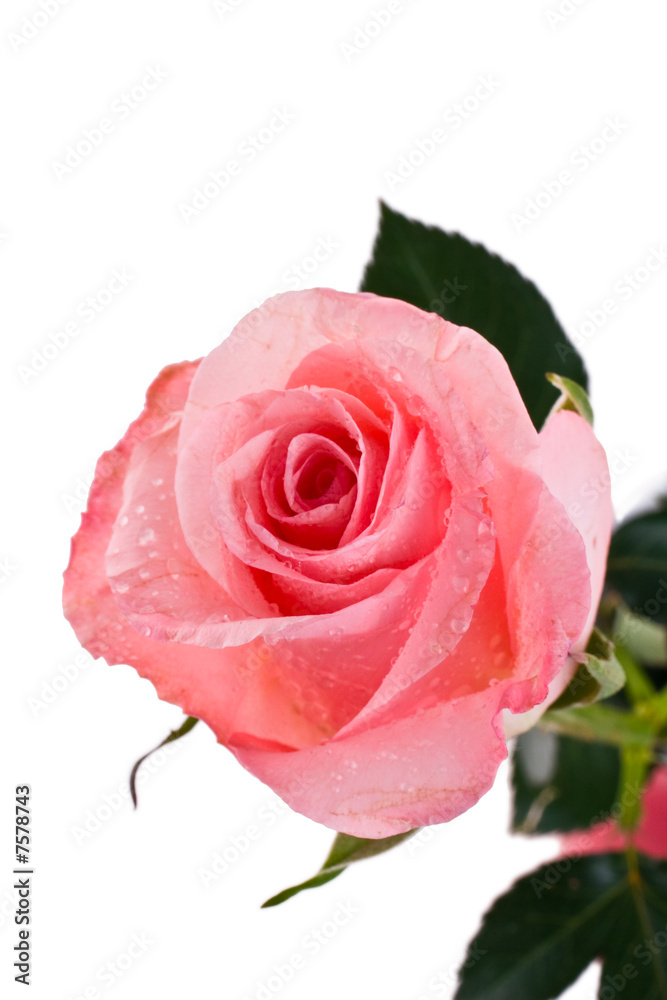 Rose Rose