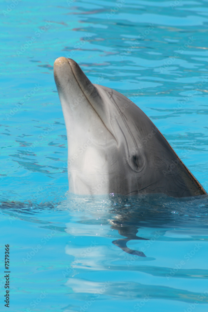 Obraz premium Delphin