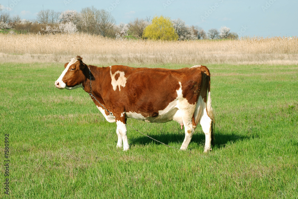 Cow on a meadow
