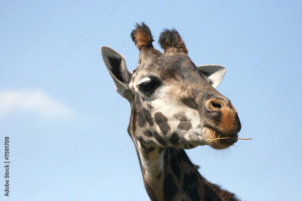 Fototapeta premium Gentle Giant