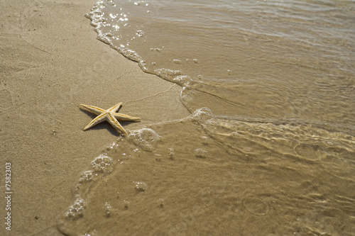 the starfish on the beach