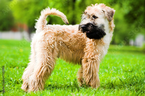 Irish soft coated wheaten terrier photo
