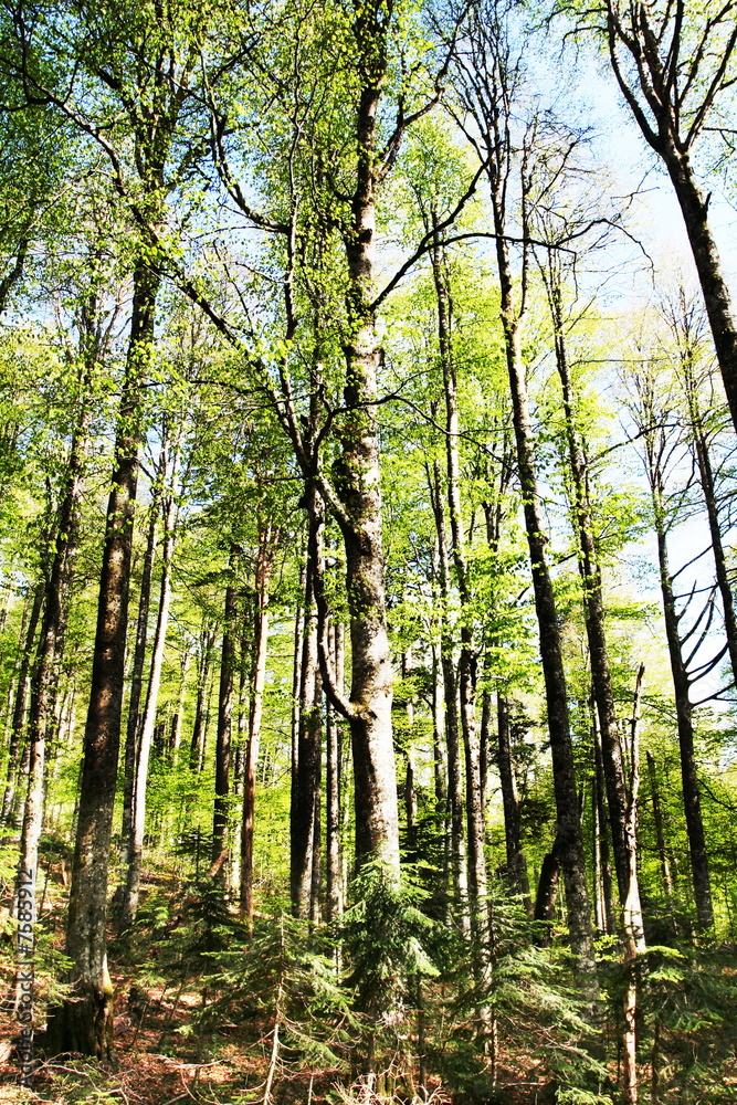 Obraz premium Forest