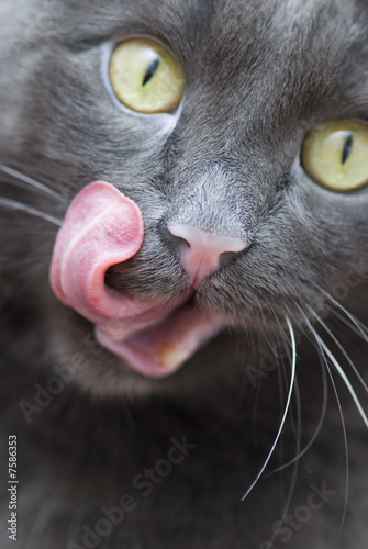 Valokuva Cat with red language