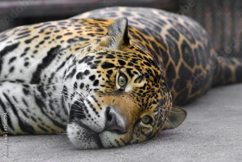 Lolling leopard in the zoo © Dimitar Marinov