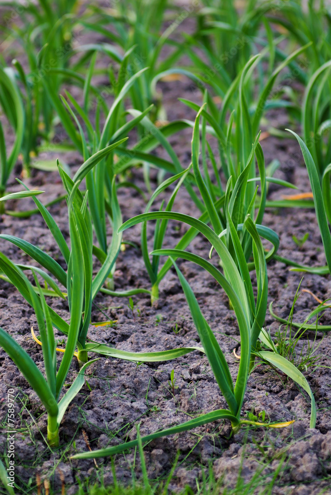 green garlic leaves growing in spring green garlic leaves growing in spring