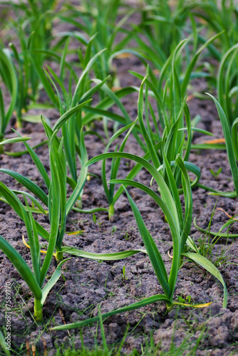 green garlic leaves growing in spring