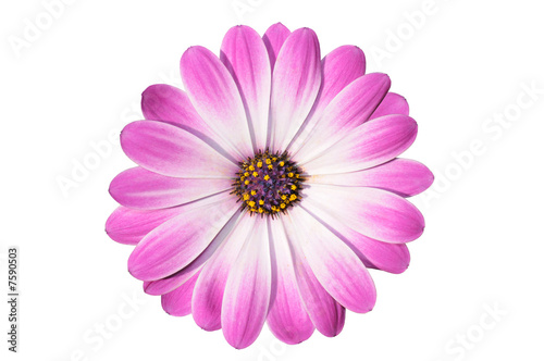 Flower of African daisy © stoupa