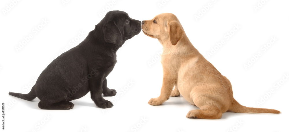 Puppy love Puppy love