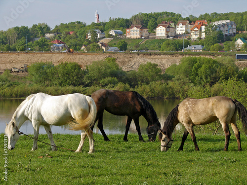 grazing mares