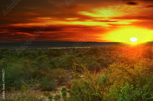 Sunrise in african savanna