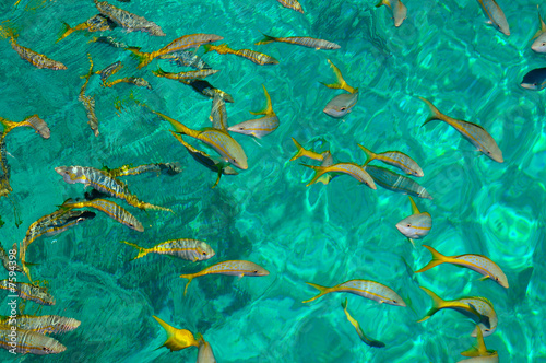 Golden fish background