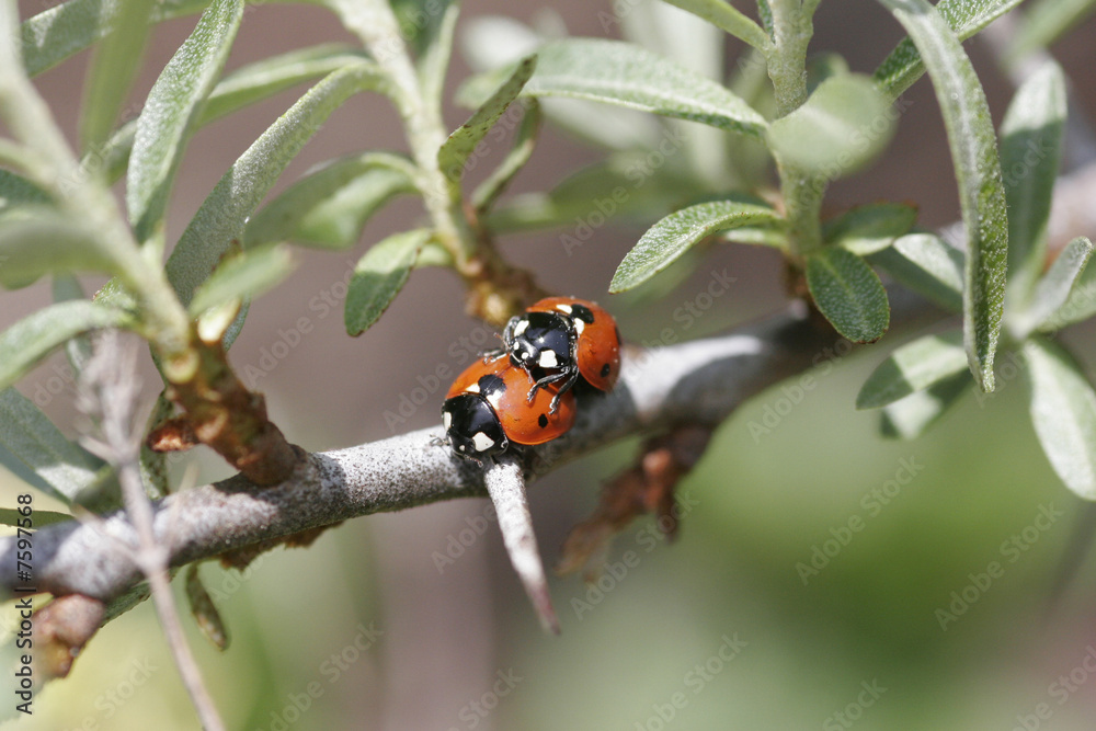 Fototapeta premium Marienkäfer