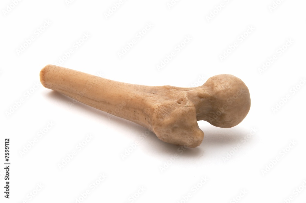Piece of a bone Piece of a bone