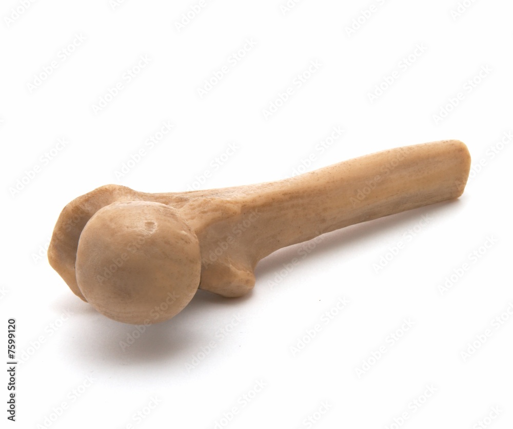 Piece of a bone Piece of a bone