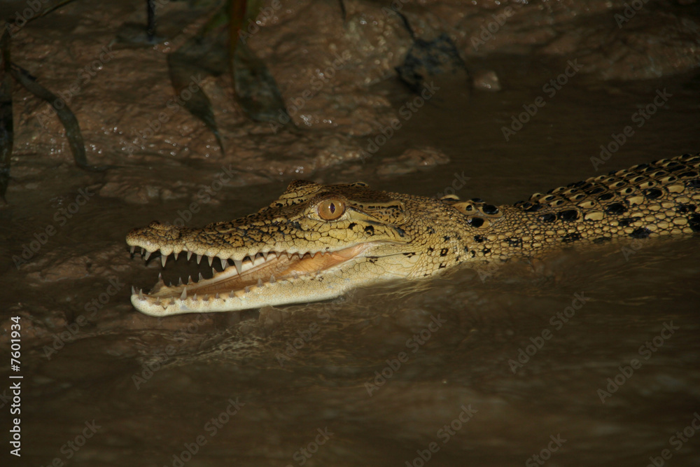 Fototapeta premium Baby Crocodile in river