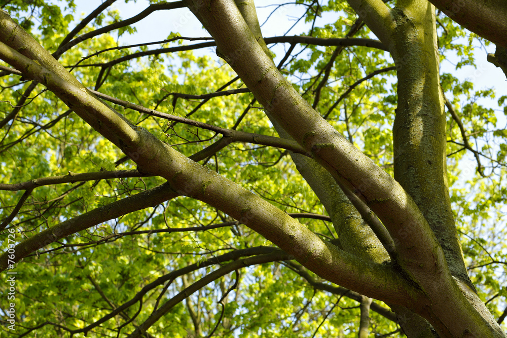Branches d
