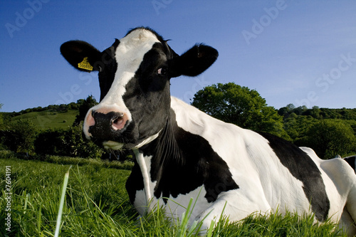 cow