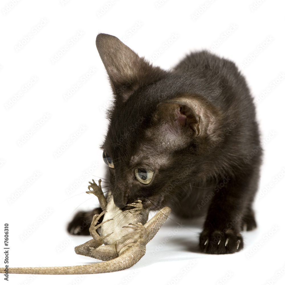 Obraz premium Wild Kitten